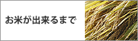 お米が出来るまで