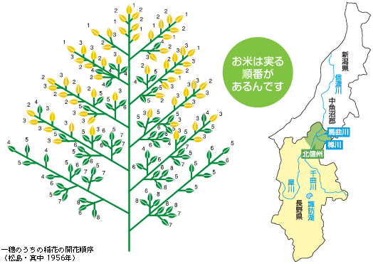 一穂のうちの稲花の開花順序